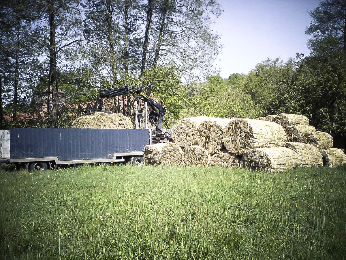 Weichert Dachbau Reetdachdecker-Fachbetrieb