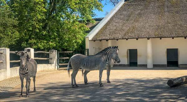 Neues Reetdach für das Zebrahaus im Zoo Berlin von Weichert Dachbau